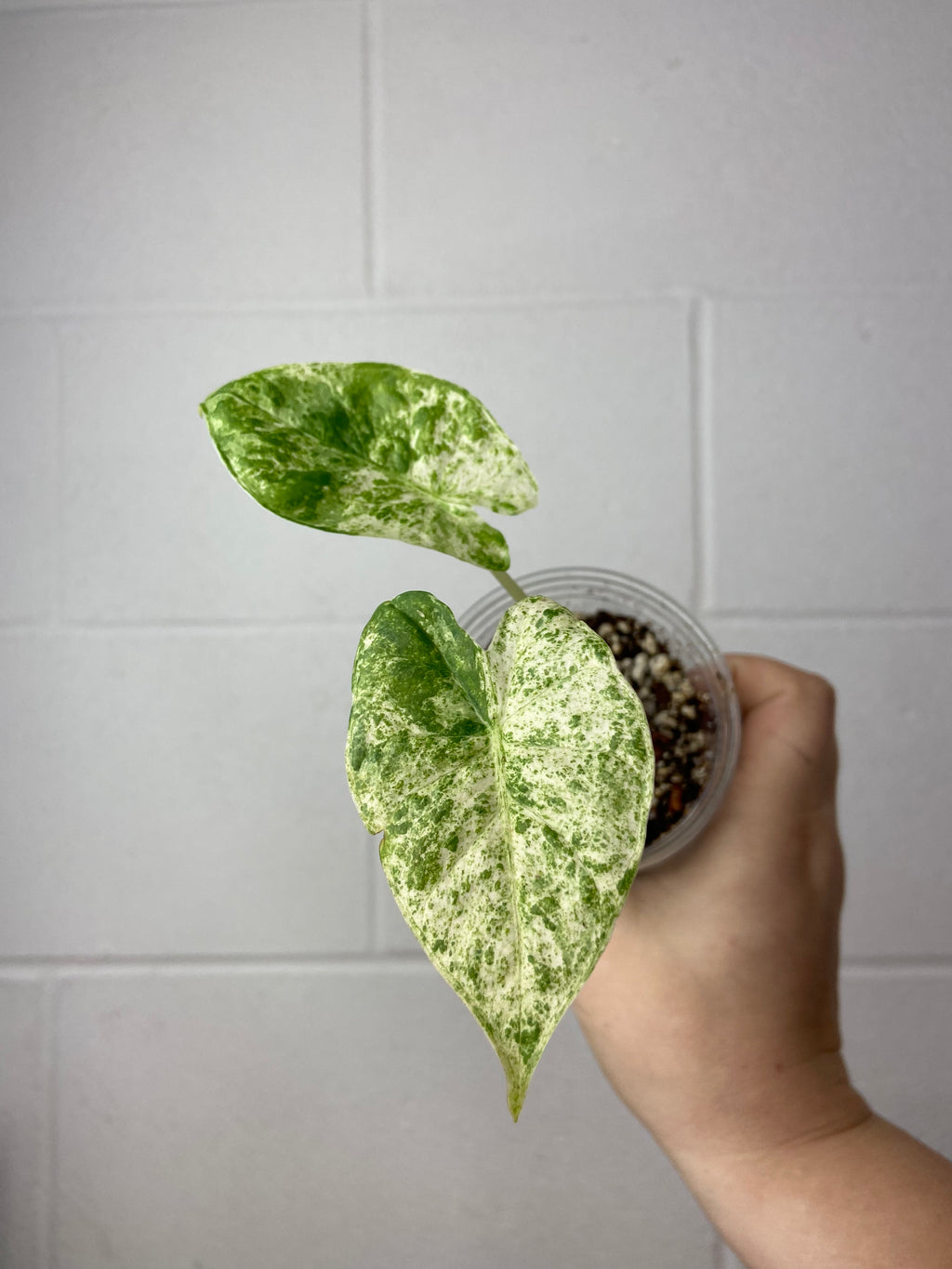 B84-6642-alocasia odora ‘batik’