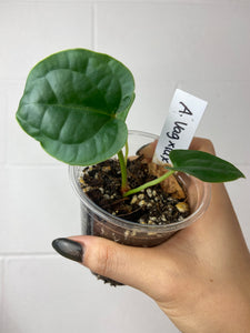 B70-0773- anthurium ‘vag’ x luxurians