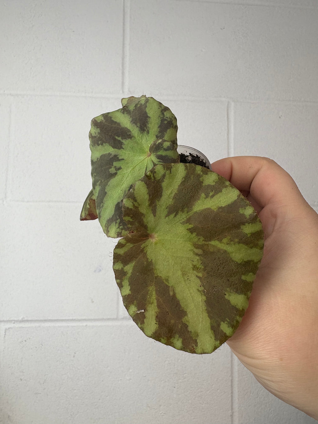 B92–1516- begonia gironellae