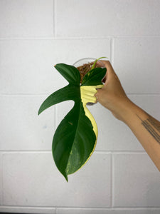 B16-9525- philodendron Florida beauty - mid cut