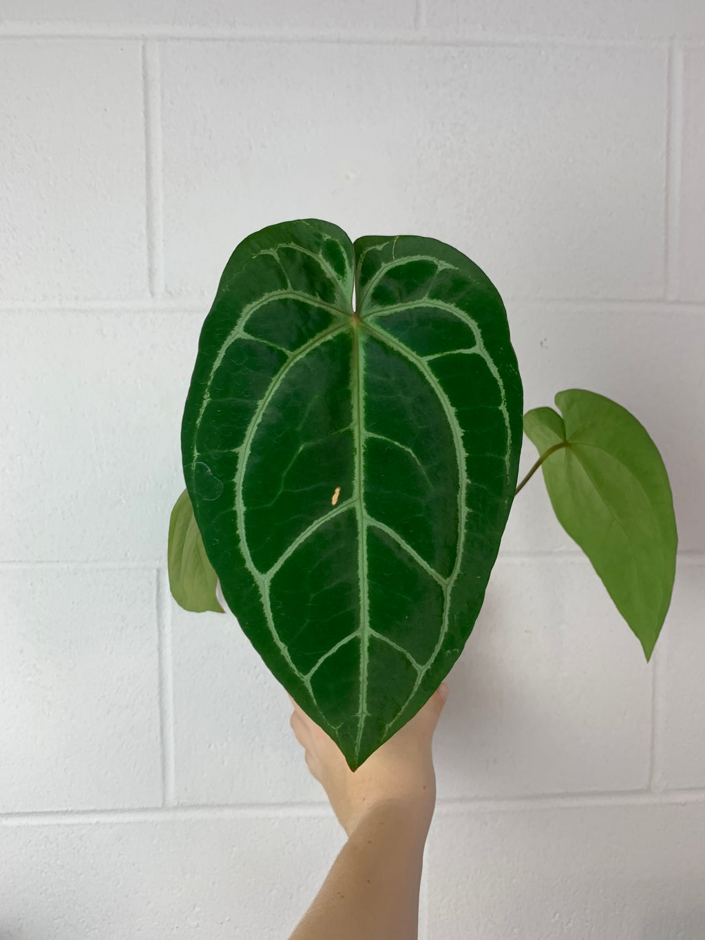 B25-0060- anthurium Minahasa