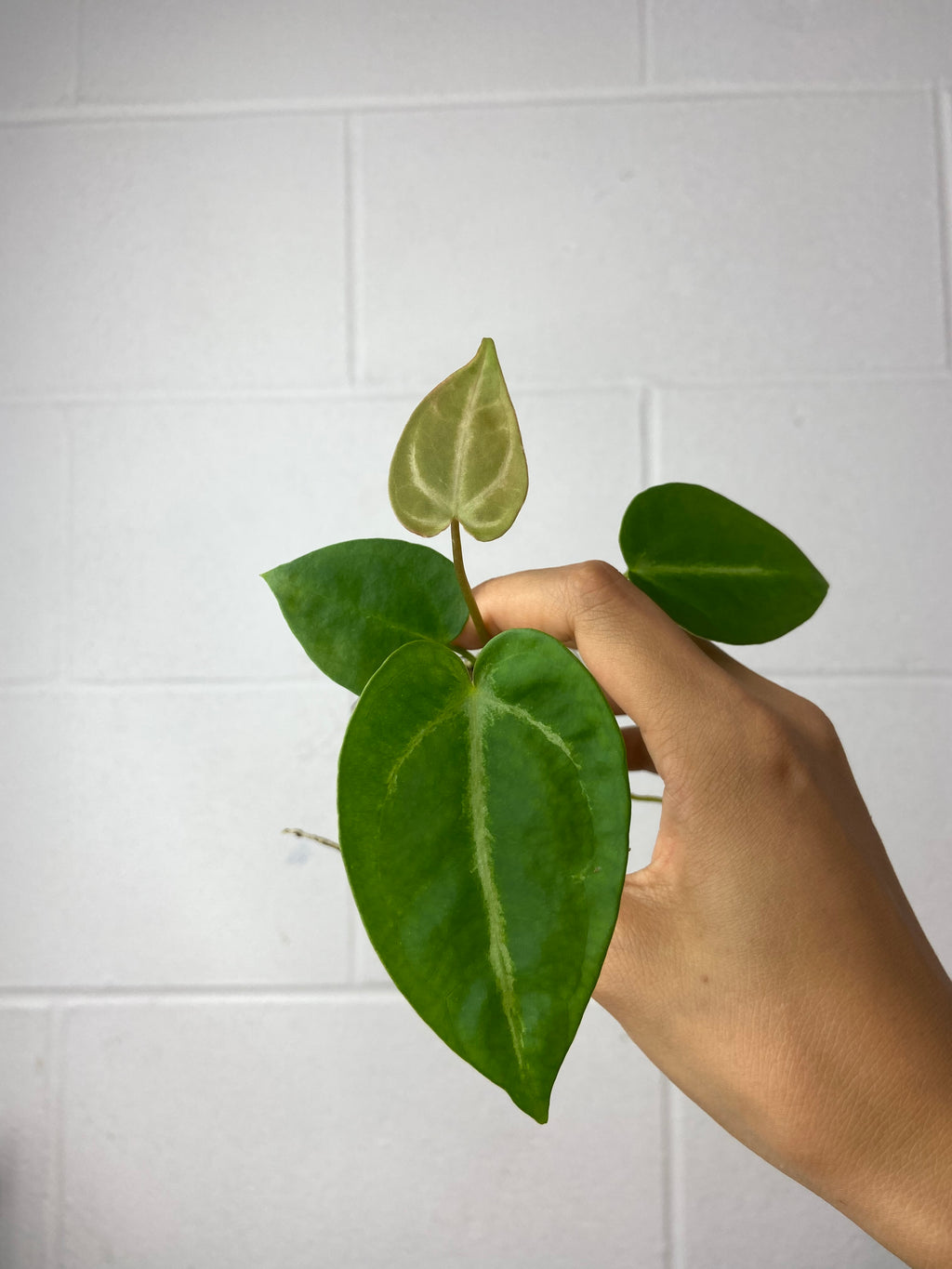 B7-9466- anthurium forgetii x SKG silver