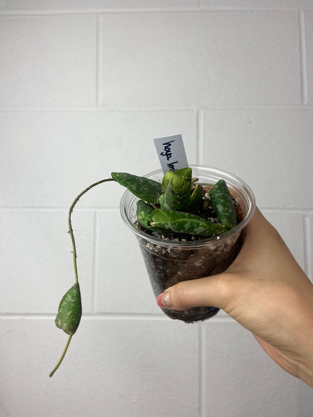 B83-0949- Hoya imbricata