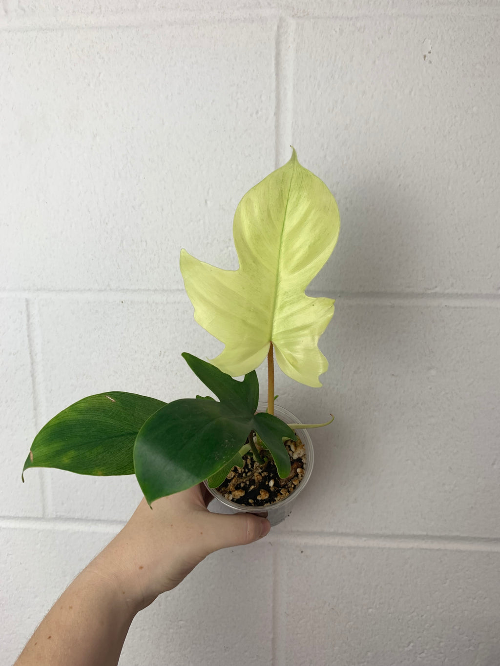 B21-0518- Philodendron Florida Ghost