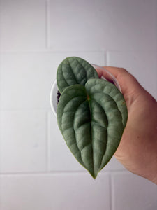 B63-1333- anthurium luxurians platinum