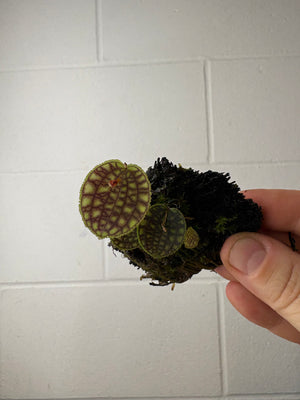 B58-1228- lepanthes calodictyon