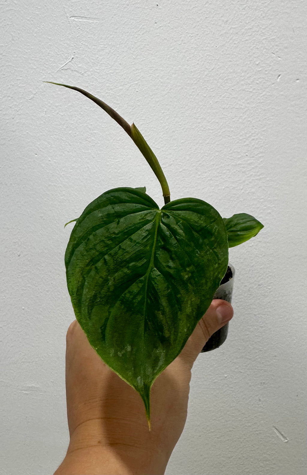 B69-3801- philodendron majestic