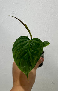 B69-3801- philodendron majestic