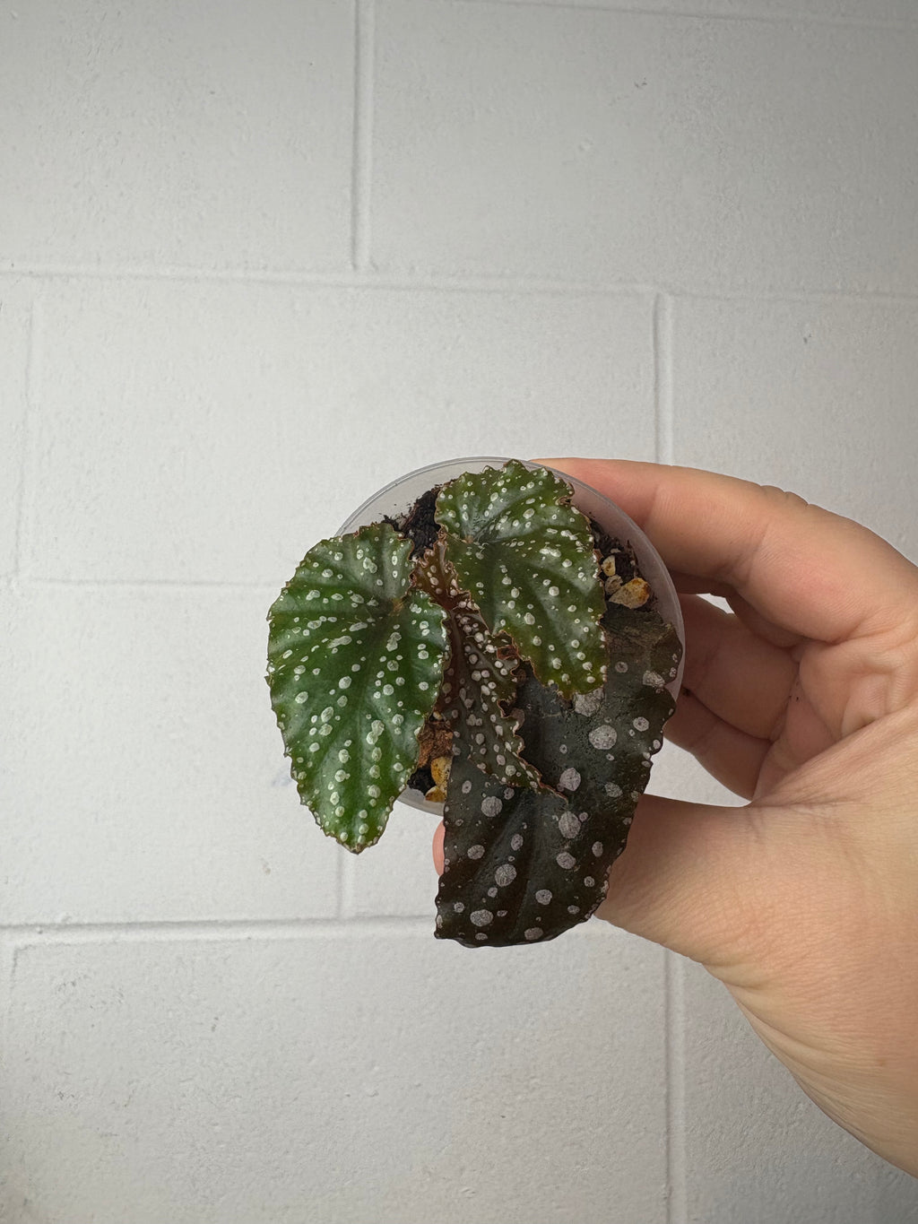 B87-1484- begonia benigo pink