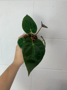 B77-3096- anthurium magnificum x (rlxfs)