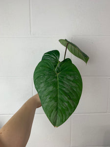 FS-0426- Philodendron sodiroi