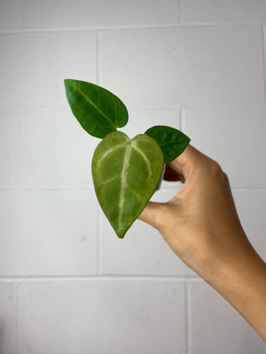 B7-9460- anthurium forgetii x SKG silver