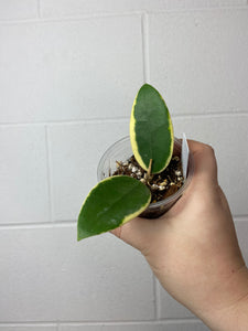 B91-0069- Hoya Acuta variegated