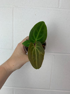 B61-3624- anthurium besseae aff