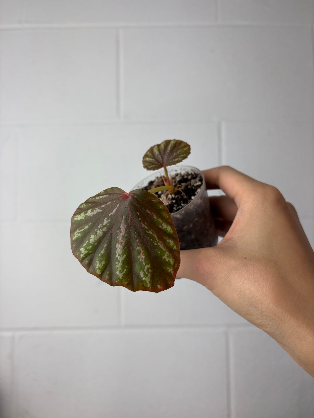 B91-1547-begonia ‘candy stripes’