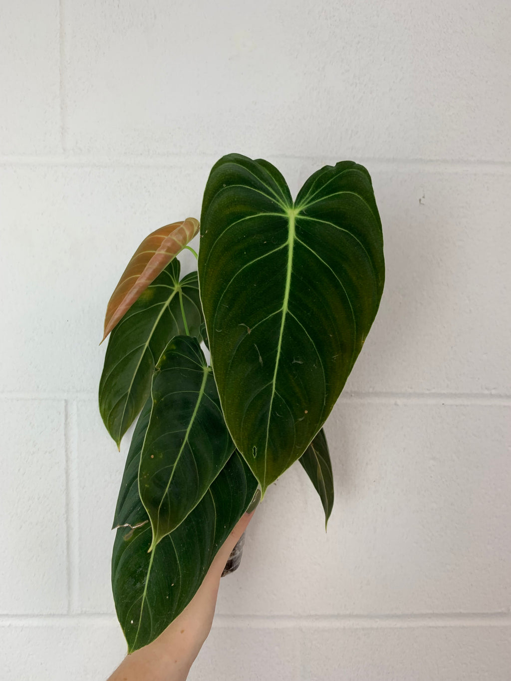 B88- 0031- philodendron melanochrysum