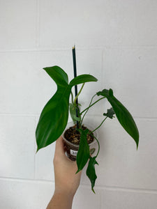 B77-3575- philodendron glad hands