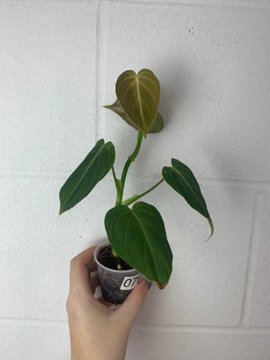 B24-0784- philodendron Glorious