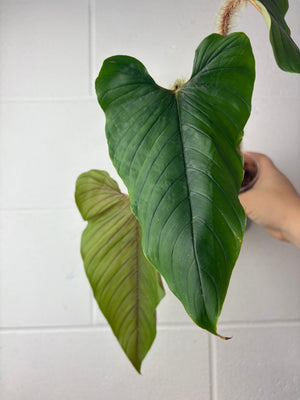 B64-1345- philodendron serpens