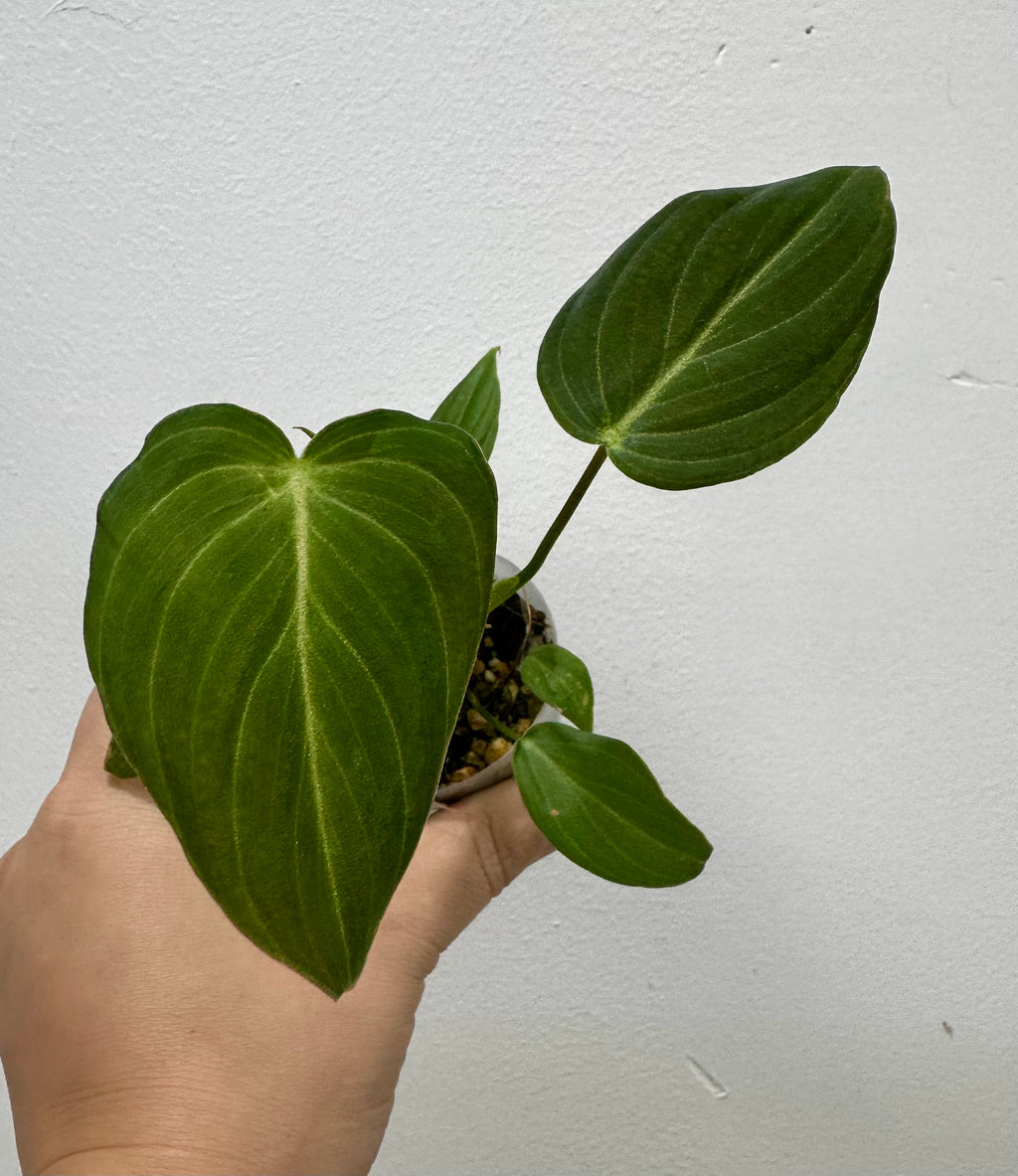 B62-3800- philodendron glorious