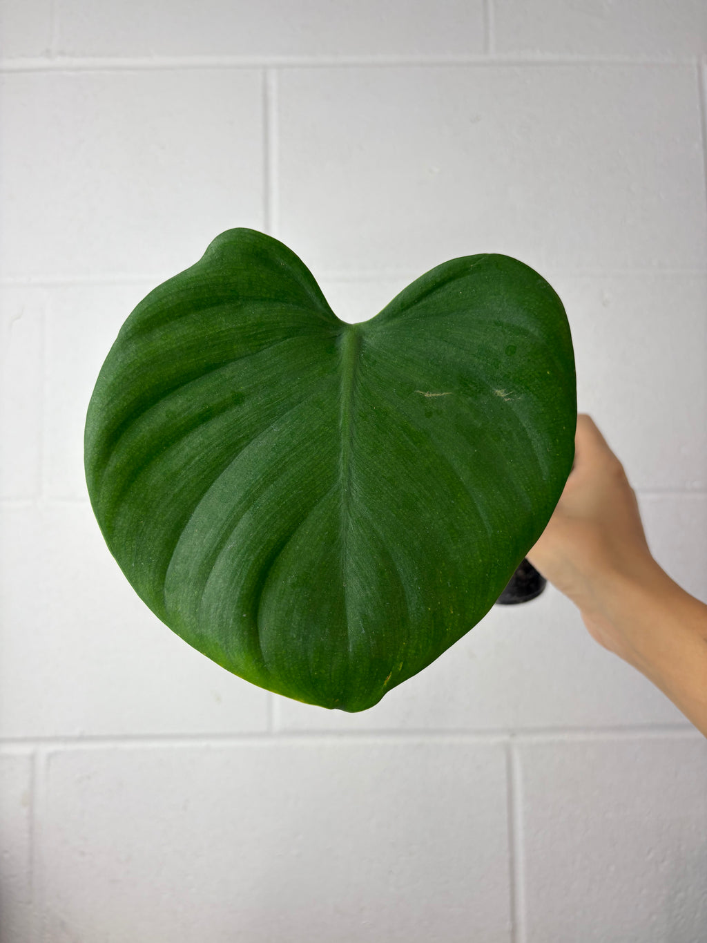 B91-1246-philodendron grazielae - mid cut