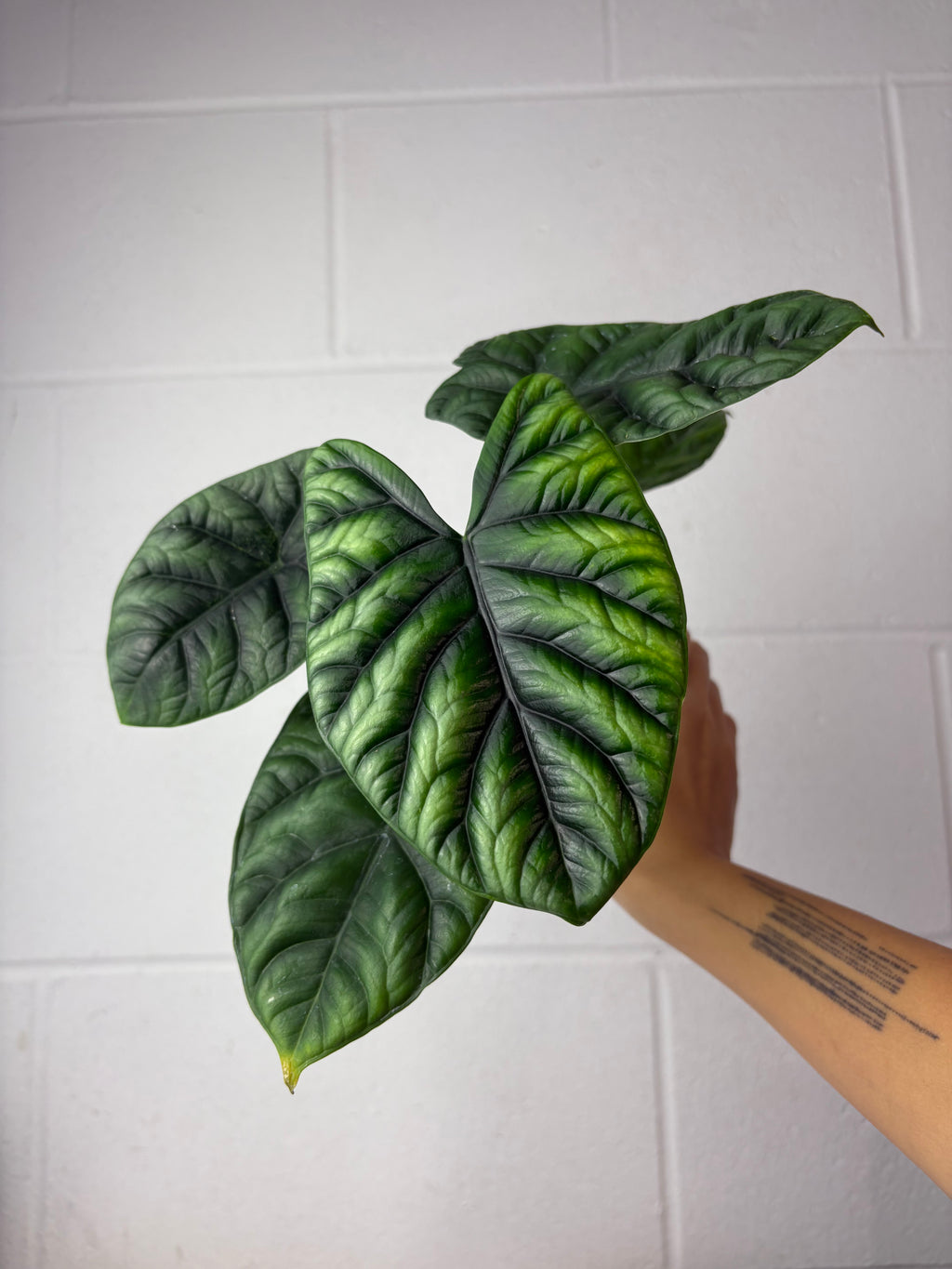 B52-1152- alocasia sinuata