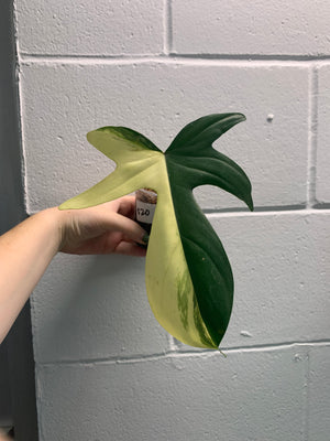 B31- 0071-philodendron Florida beauty - mid cut