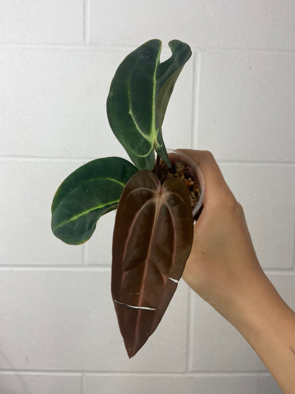 B86-1471- anthurium carlablackiae