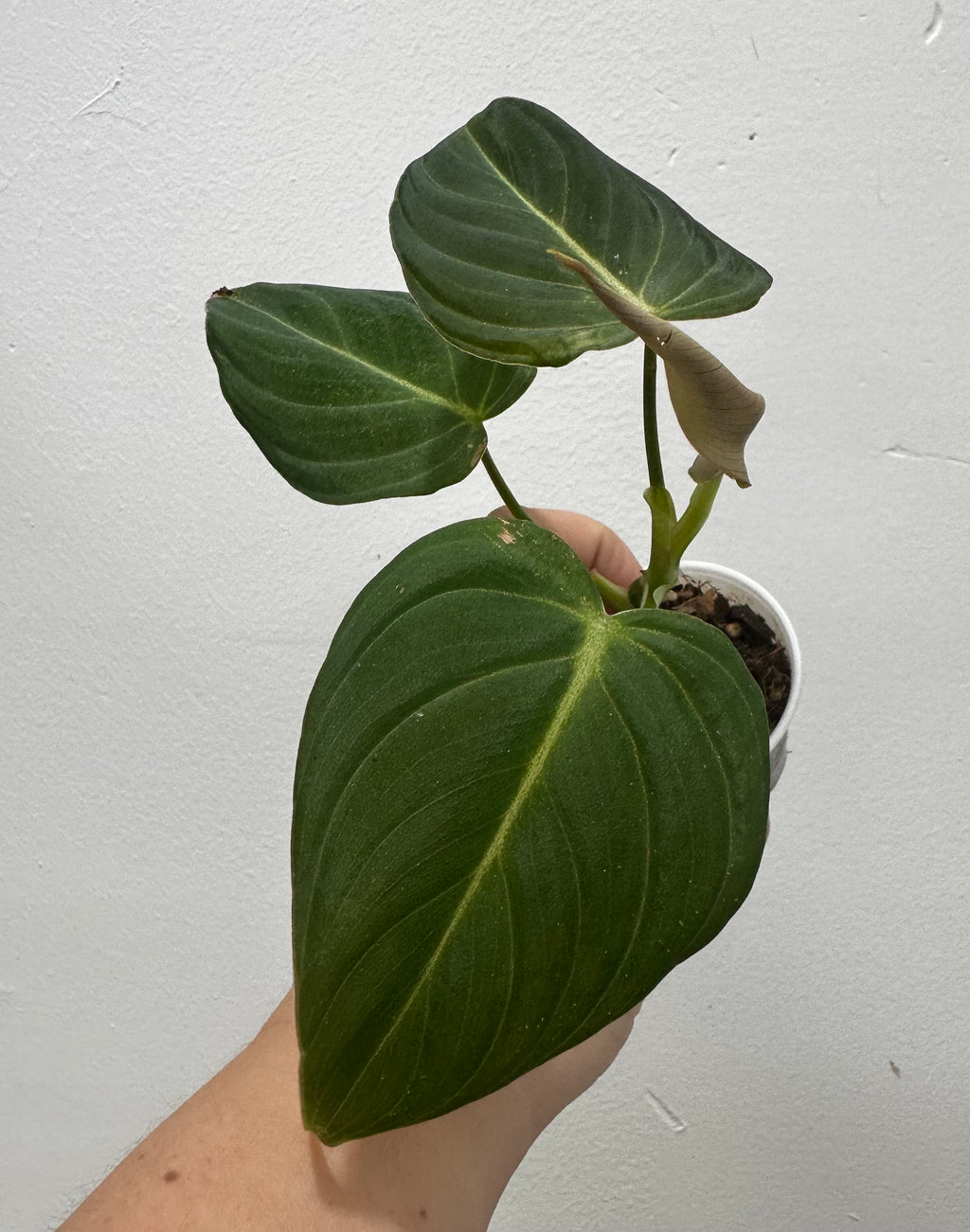 B69-0784- philodendron Glorious