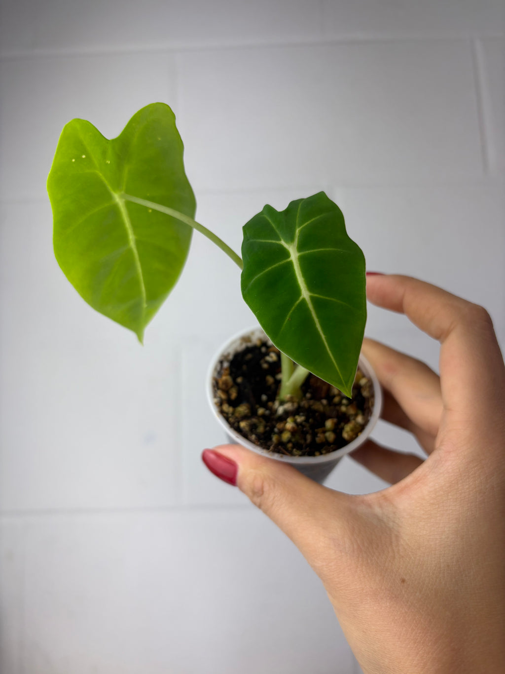 B19-9635- alocasia frydek