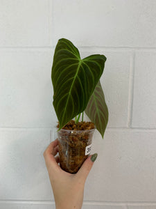 B81- 3939- philodendron splendid