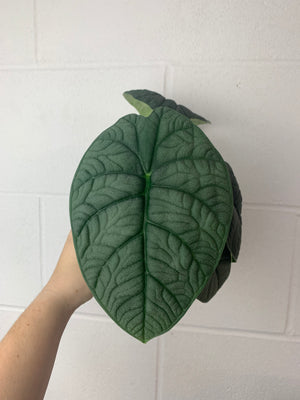 B21-5049-alocasia melo