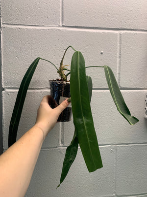 B33- 4034-Anthurium pallidiflorum