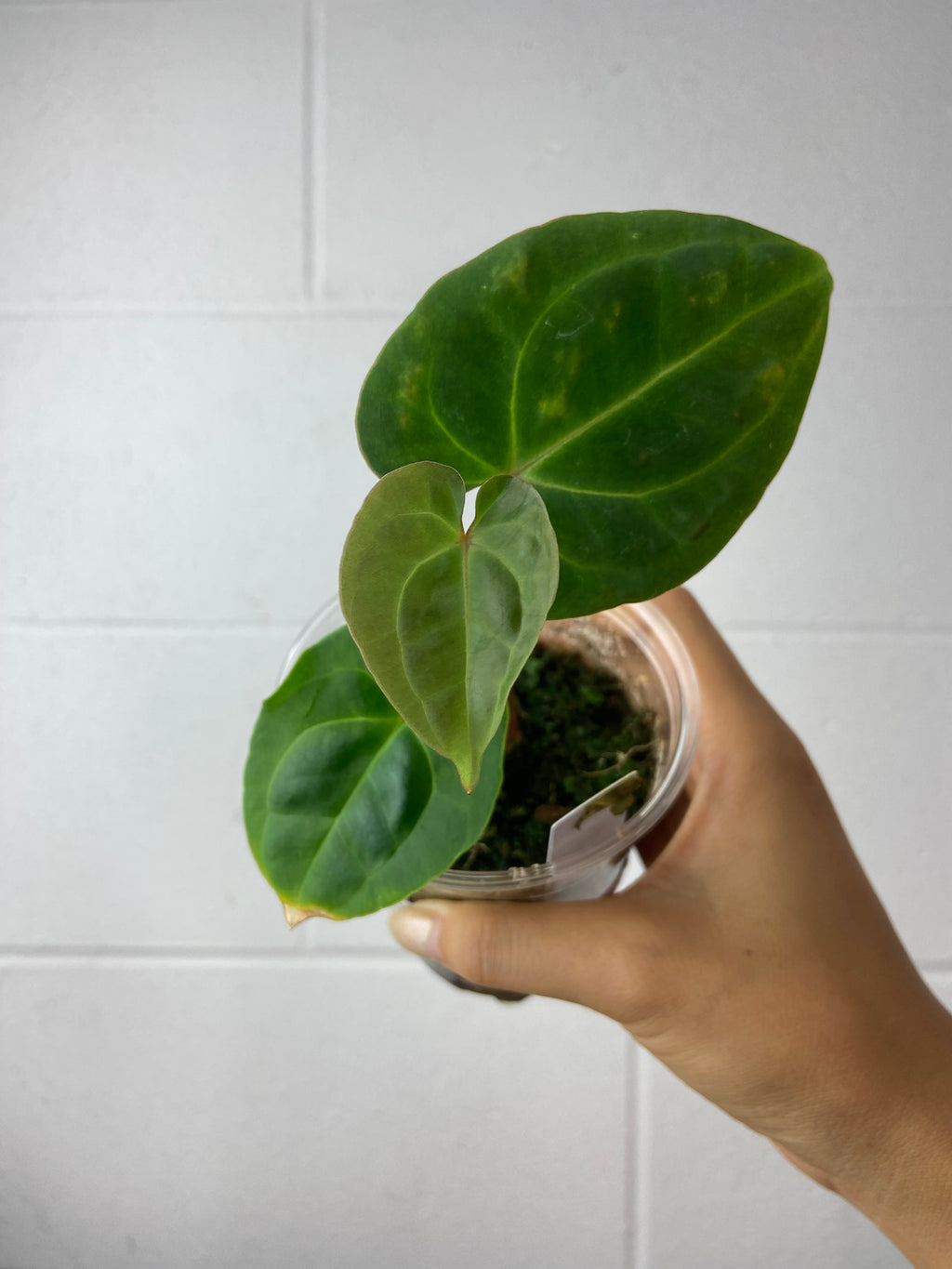 B1-0904- anthurium besseae aff prop