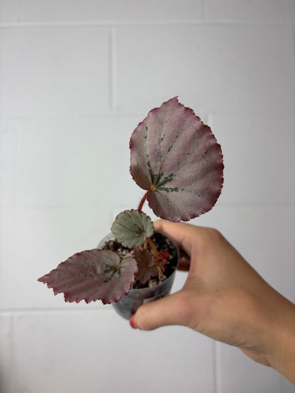 B92–1556- begonia ‘Martin’s mystery’