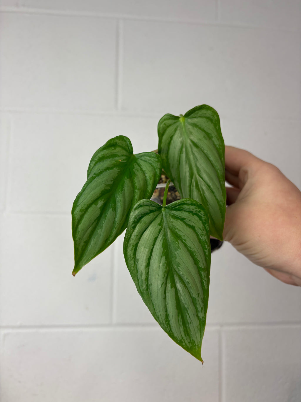 B87-1498- philodendron Mamei silver