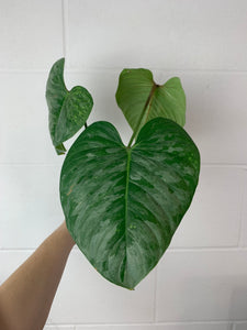 FS-0424- Philodendron sodiroi