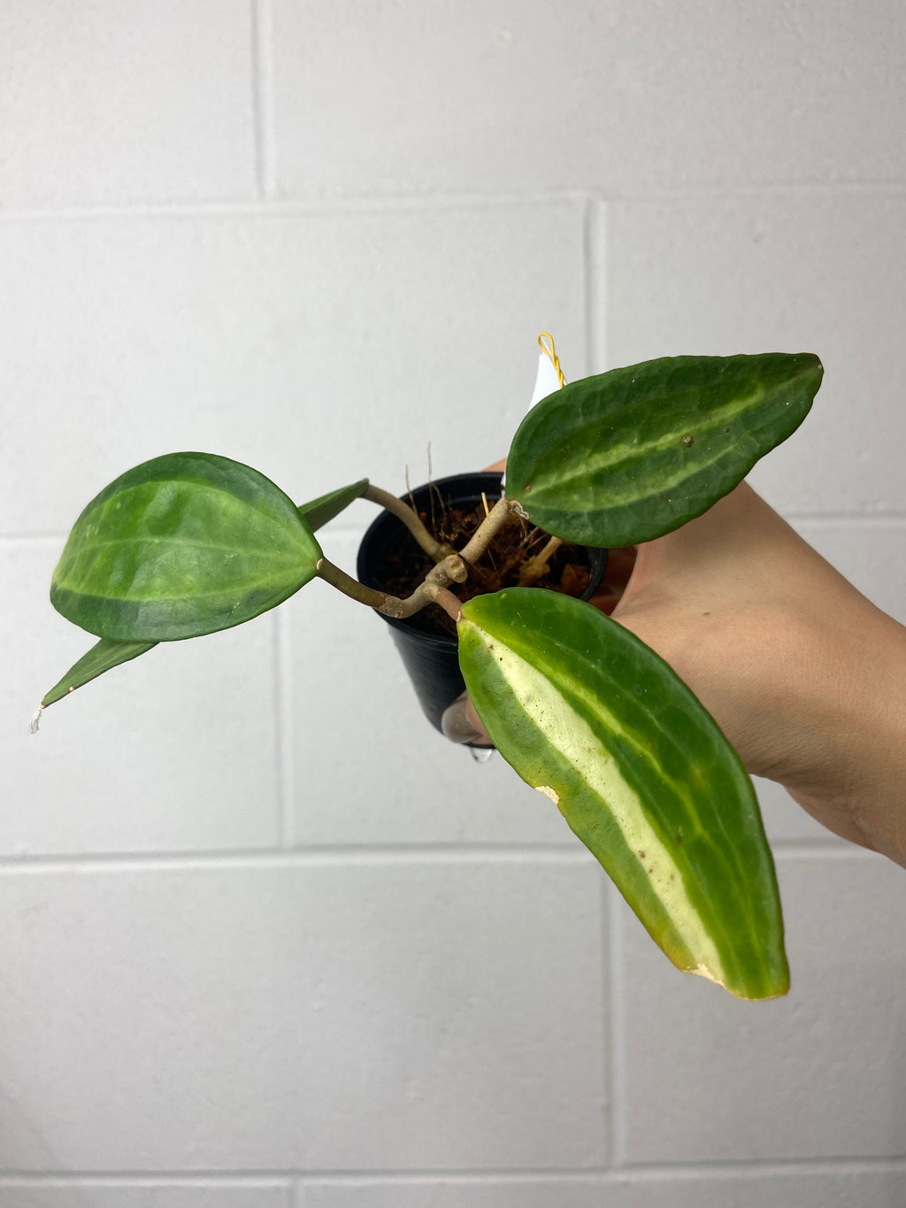 B76-0870-Hoya macrophylla pot of gold