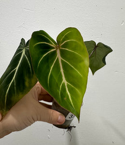 B69-3794-philodendron Gloriosum white veins