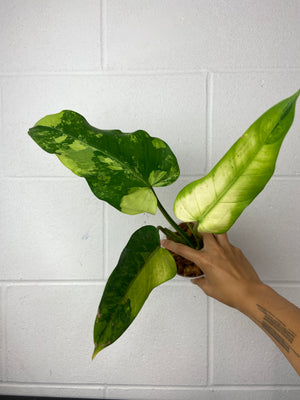 B16-9517- philodendron whipple way