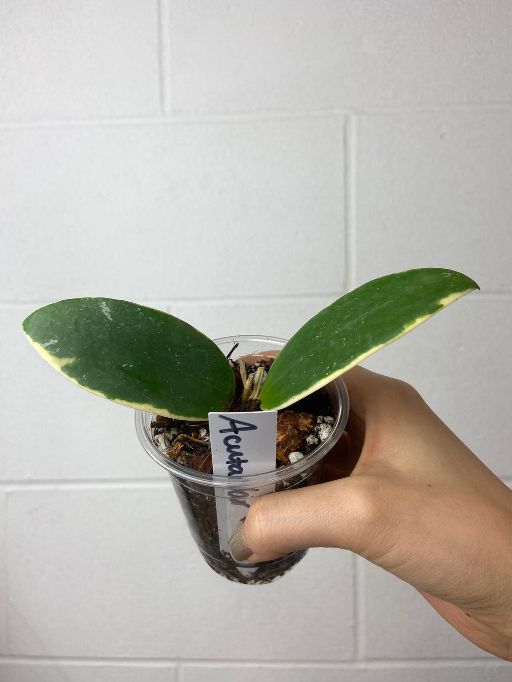 B79-0039- Hoya Acuta variegated