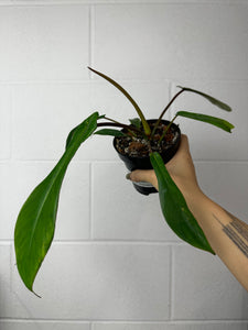 B52-7015- philodendron joepii