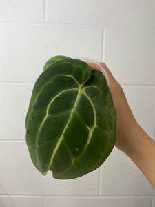 B23-0783- anthurium carlablackiae