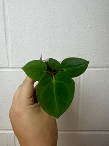 Anthurium magnificum x papillilaminum GY - B38-3530