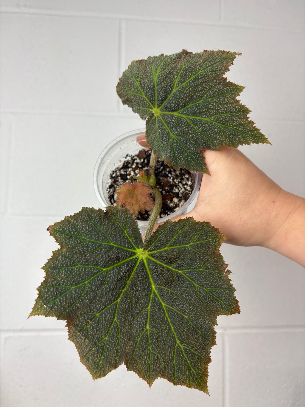 B90-1532- begonia speculata