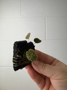 B58-1244- lepanthes calodictyon