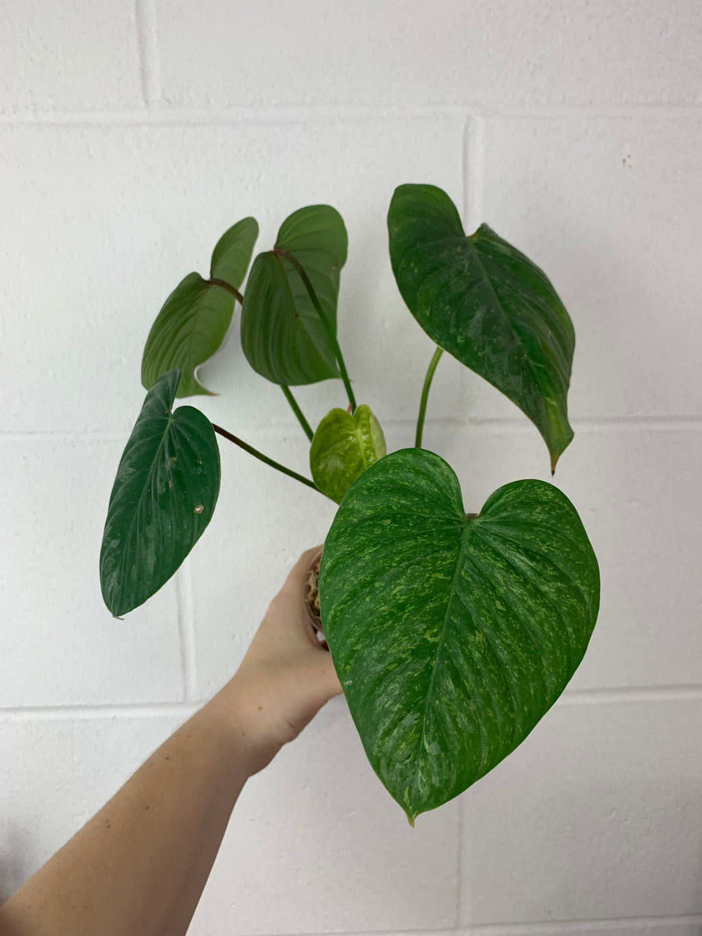 FS-0425- Philodendron sodiroi