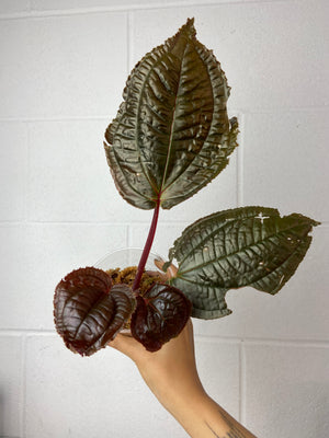 B34-9091- monolena primulifolia purple