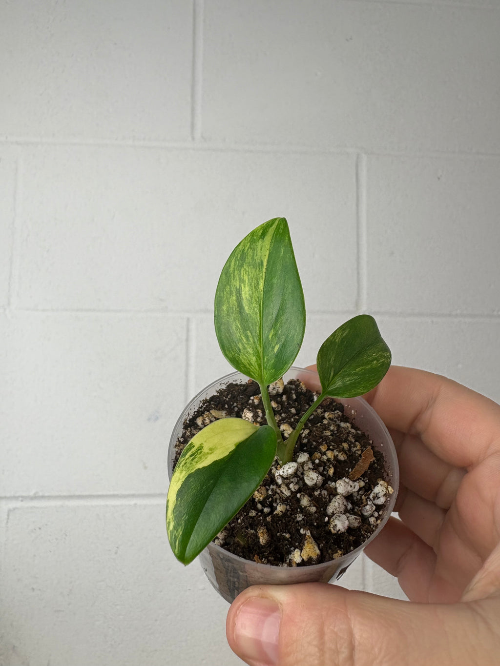 B87-1488- monstera standleyana aurea