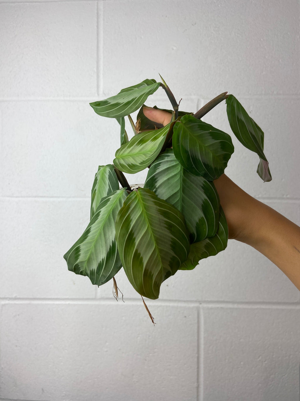 B1-6340- maranta silver band